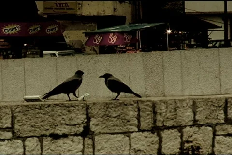Crows fight over trash Stock-Footage 110817