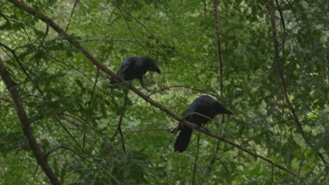Crows Fighting On A Tree Branch - Territorial Behavior In The Wild. - closeup Stock Footage 337389293