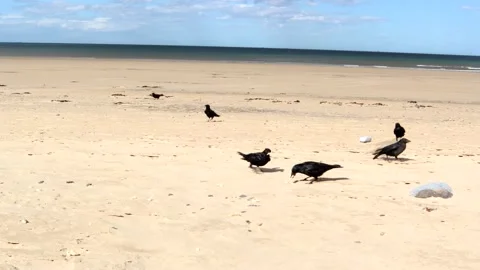 Crows Flapping Around On A Beach 스톡 동영상 193523439