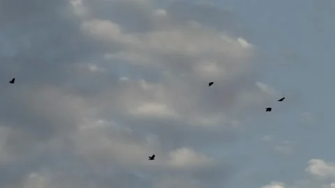 Crows in Flight - Cloudy Sky Vídeo Stock 347127297