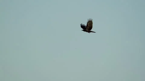 Crows In Flight, Fly, Flying Stock Footage 343696428
