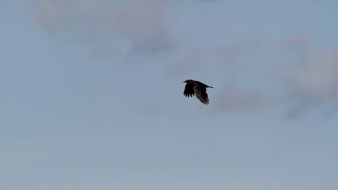 Crows In Flight, Fly, Flying Stock Footage 344509970