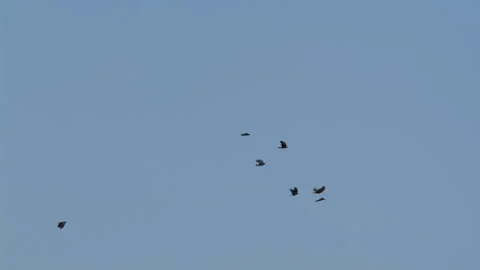 Crows In Flight, Fly, Flying Stock Footage 344584855