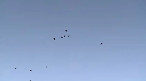 Crows in flight Stock Footage