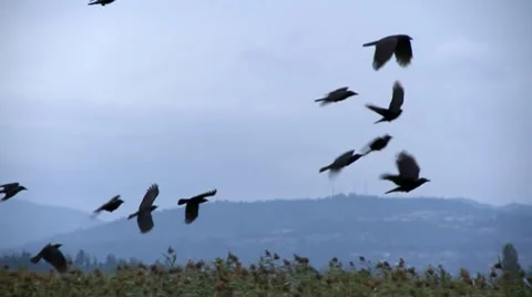 Crows in flight Stock Footage