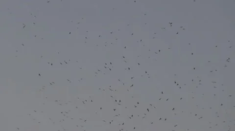 Crows in flight Stock Footage 20497110
