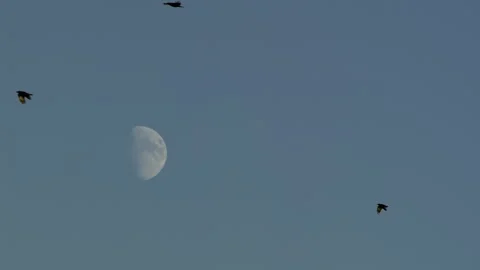Crows In Flight With Moon, Fly, Flying Vídeo Stock 346241045