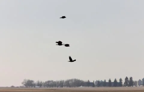Crows in Flight Saskatchewan Canada Stock Photos