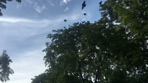 Crows flock fly over the treetops. Stock Footage 95334644