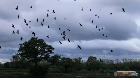 Crows Flocking Tracking Shot 4K 25 Stock Footage 301123489