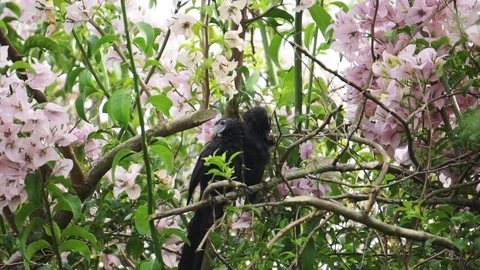 Crows in a flowers tree Stock Footage 104109736