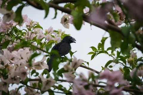 Crows in a flowers tree Stock Photos