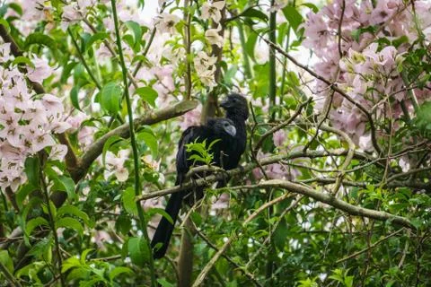 Crows in a flowers tree Stock Photos