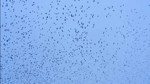 Crows fly against the gray sky. Lots of flying birds 스톡 동영상 256593687