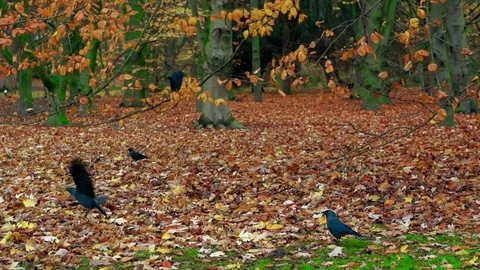 Crows fly Autumn Yellow, orange and red leaves in beautiful fall park. Stock Footage 83600871
