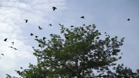 Crows fly away from green tree. Stock Footage 146874547
