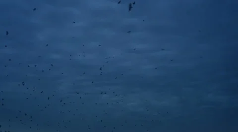 Crows Fly Black Sky Stock Footage 61939905