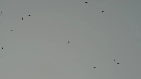 Crows fly chaotically in the evening sky over the park Stock Footage 183045758
