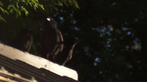 Crows Fly Off Stock Footage 48950615