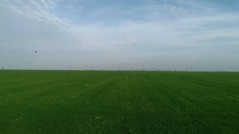 Crows fly over the field Stock Footage 101400536