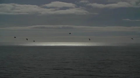 Crows fly over the ocean - Clip Collection Stock Footage 47762295