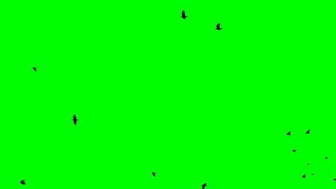 Crows fly right to left on a green screen looped Video stock 114420715