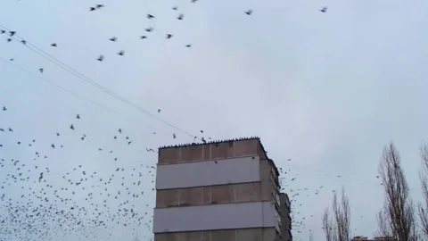 Crows fly in sky. Birds circling over building. Crows on background Stock Footage 256593991