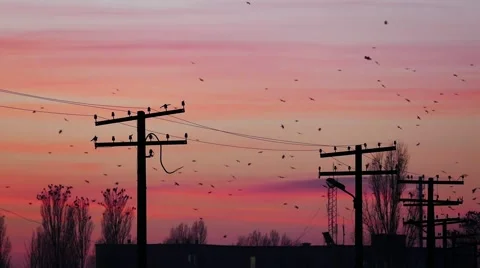 Crows fly at sunset Stock-Footage 58607824
