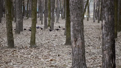 Crows fly through the forest. Slow motion Stock Footage 103786483