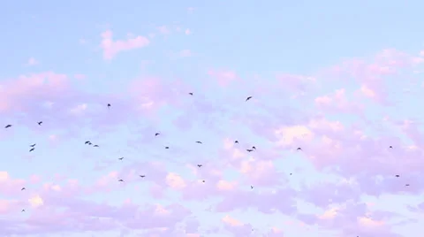 Crows flying across a cloudy sunset sky Stock Footage 25510700