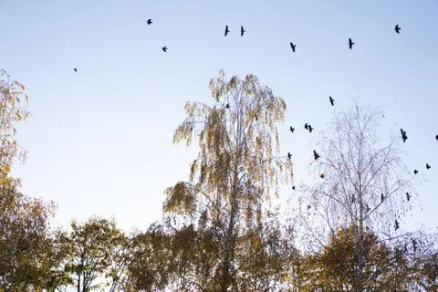 Crows flying across the sky as background Stock Photos