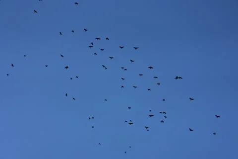 Crows flying across the sky as background Foto stock