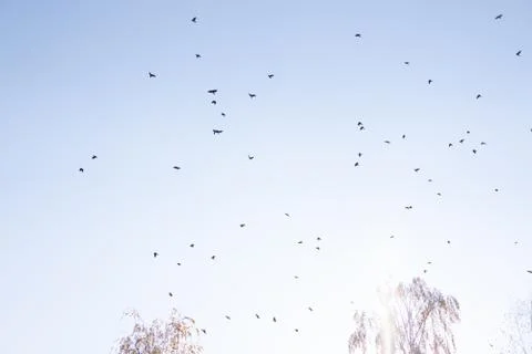 Crows flying across the sky as background Stock Photos