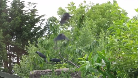 Crows flying to and from a cherry tree in a British garden on a wet and windy Stock Footage 79655460