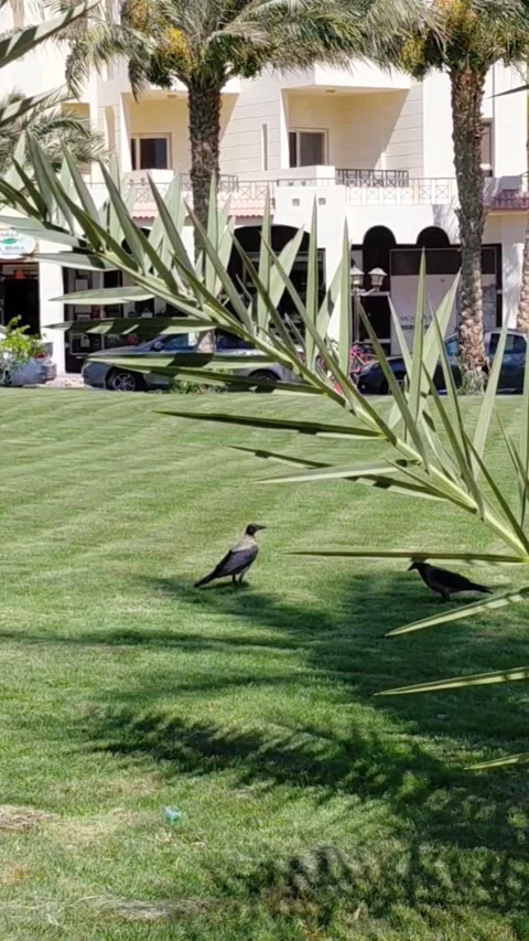Crows flying and walking on green lawn near resort buildings in Sahl Hasheesh Stock Footage 337538607