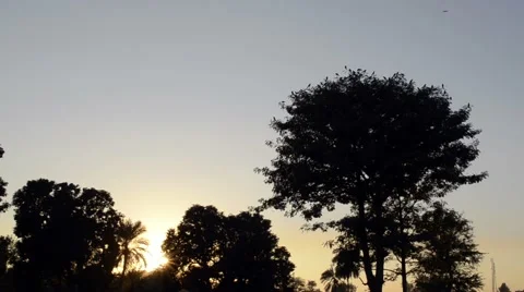 Crows flying away in the evening Stock Footage 58859394