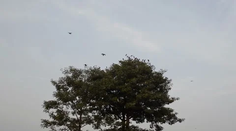 Crows Flying Away Stock Footage 58888374