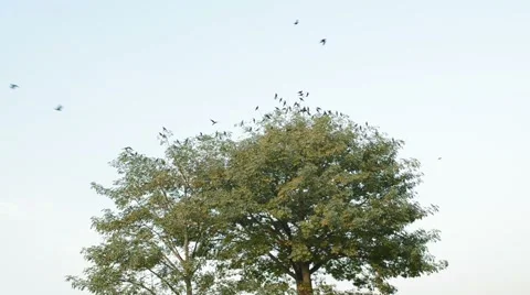 Crows flying away from a tree Stock Footage 61879499