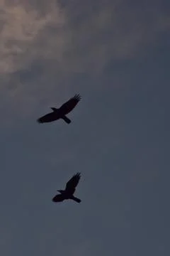 Crows flying on a blue cloudy sky 库存照片