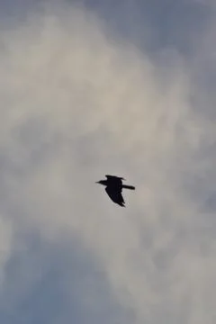 Crows flying on a blue cloudy sky Stock Photos