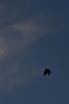 Crows flying on a blue cloudy sky Stock Photos