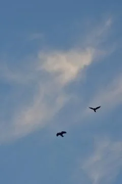 Crows flying on a blue cloudy sky Stock Photos