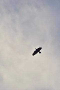 Crows flying on a blue cloudy sky Stock Photos