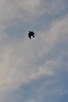 Crows flying on a blue cloudy sky 스톡 사진