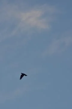 Crows flying on a blue cloudy sky Stock Photos