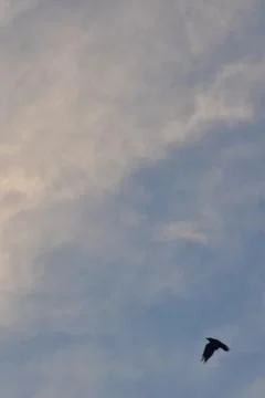 Crows flying on a blue cloudy sky 库存照片