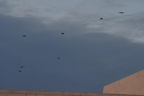 Crows flying on a blue cloudy sky Stock Photos