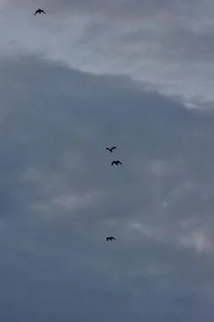 Crows flying on a blue cloudy sky 库存照片