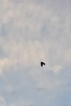 Crows flying on a blue cloudy sky Photos