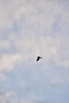 Crows flying on a blue cloudy sky Stock Photos
